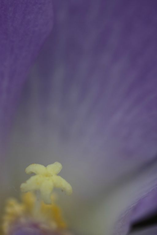 Star-shaped stigma in a purple ornamental in the botanical gardens Canberra ACT, Australia